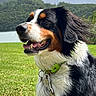 Rio participe au concours pour gagner de l'argent avec cette photo : dog, berner_spaniel, tricolor, long_hair, floppy_ears, happy, smiling, open_mouth, outdoor, meadow, grass, lake, mountains, landscape, nature, greenery, collar, leash, portrait, windblown_fur