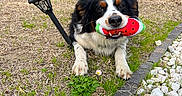 Rio participe au concours pour gagner de l'argent avec cette photo : dog, puppy, berner_mix, tricolor, black_and_white, brown_markings, watermelon_toy, toy, outdoor, garden, grass, hedge, plants, flowers, decorative_stones, solar_light, urn, lying_down, fluffy, portrait