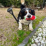 dog, puppy, berner_mix, tricolor, black_and_white, brown_markings, watermelon_toy, toy, outdoor, garden, grass, hedge, plants, flowers, decorative_stones, solar_light, urn, lying_down, fluffy, portrait
