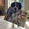 Rio participe au concours pour gagner de l'argent avec cette photo : dog, berner_spaniel, pet, animal, face, eyes, nose, ears, standing, holding, advent_calendar, christmas, festive, winter, indoor, window, sunlight, houseplant, tile_floor, portrait
