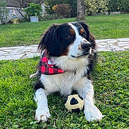 Rio participe au concours pour gagner de l'argent avec cette photo : dog, berner_spaniel, tricolor, fluffy, long_hair, bandana, plaid, red, black, white, sitting, lying_down, ball, toy, grass, garden, outdoors, backyard, stone_path, pet_portrait