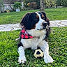 dog, berner_spaniel, tricolor, fluffy, long_hair, bandana, plaid, red, black, white, sitting, lying_down, ball, toy, grass, garden, outdoors, backyard, stone_path, pet_portrait