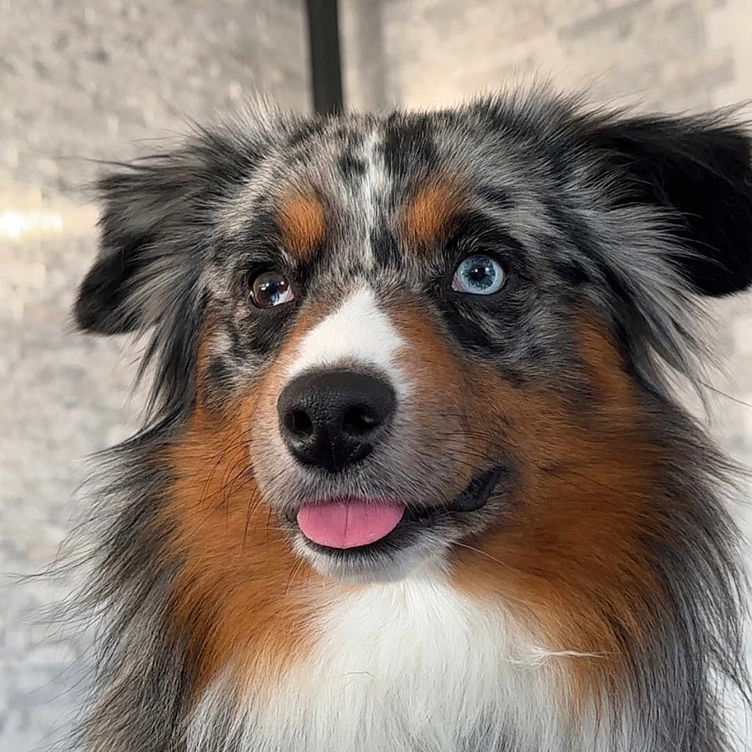 Uno a rejoint le concours — aidez-le/la à gagner de superbes lots ! animal, bodypart, brick, canine, cockerspaniel, collie, dog, hound, mouth, papillon, person, pet, puppy, terrier, tongue