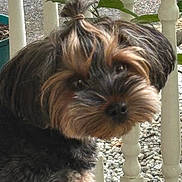 Gigi is registered to the contest to win money with this photo: animal, companionship, curious, cute, cute_pet, dog, domestic_animal, friendly, fur, furry, greenery, hand, looking_back, outdoor, pet, porch, portrait, railing, small_dog, tie_hair