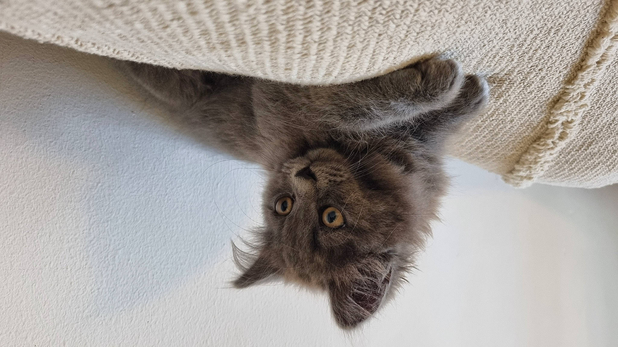 Woody participe au concours pour gagner de l'argent avec cette photo : claw, fawn, felidae, fur, gesture, grey, liver, small_to_medium_sized_cats, snout, tail, terrestrial_animal, whiskers