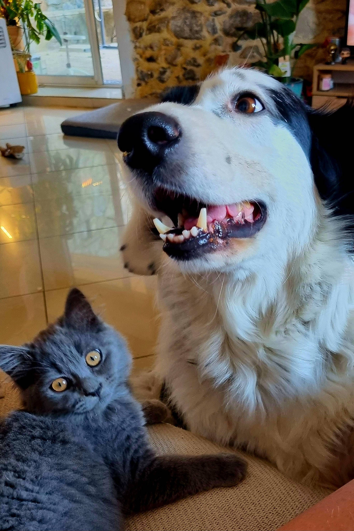 Woody participe au concours pour gagner de l'argent avec cette photo : carnivore, cat, collar, companion_dog, dog, dog_breed, dog_collar, domestic_short_haired_cat, door, fang, fawn, felidae, flowerpot, fur, houseplant, plant, small_to_medium_sized_cats, smile, snout, whiskers