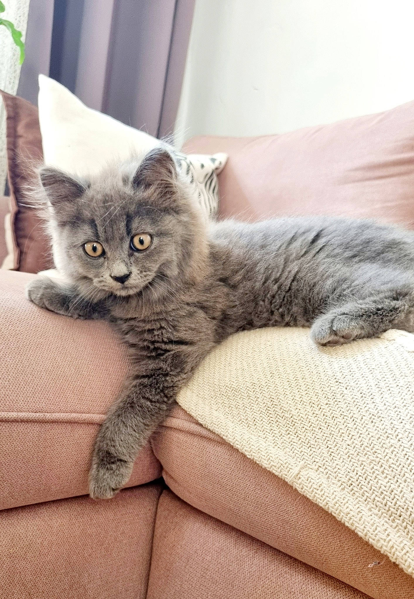 Woody a rejoint le concours — aidez-le/la à gagner de superbes lots ! bed, carnivore, cat, cat_supply, claw, comfort, domestic_short_haired_cat, felidae, fur, grey, paw, small_to_medium_sized_cats, tail, vertebrate, whiskers