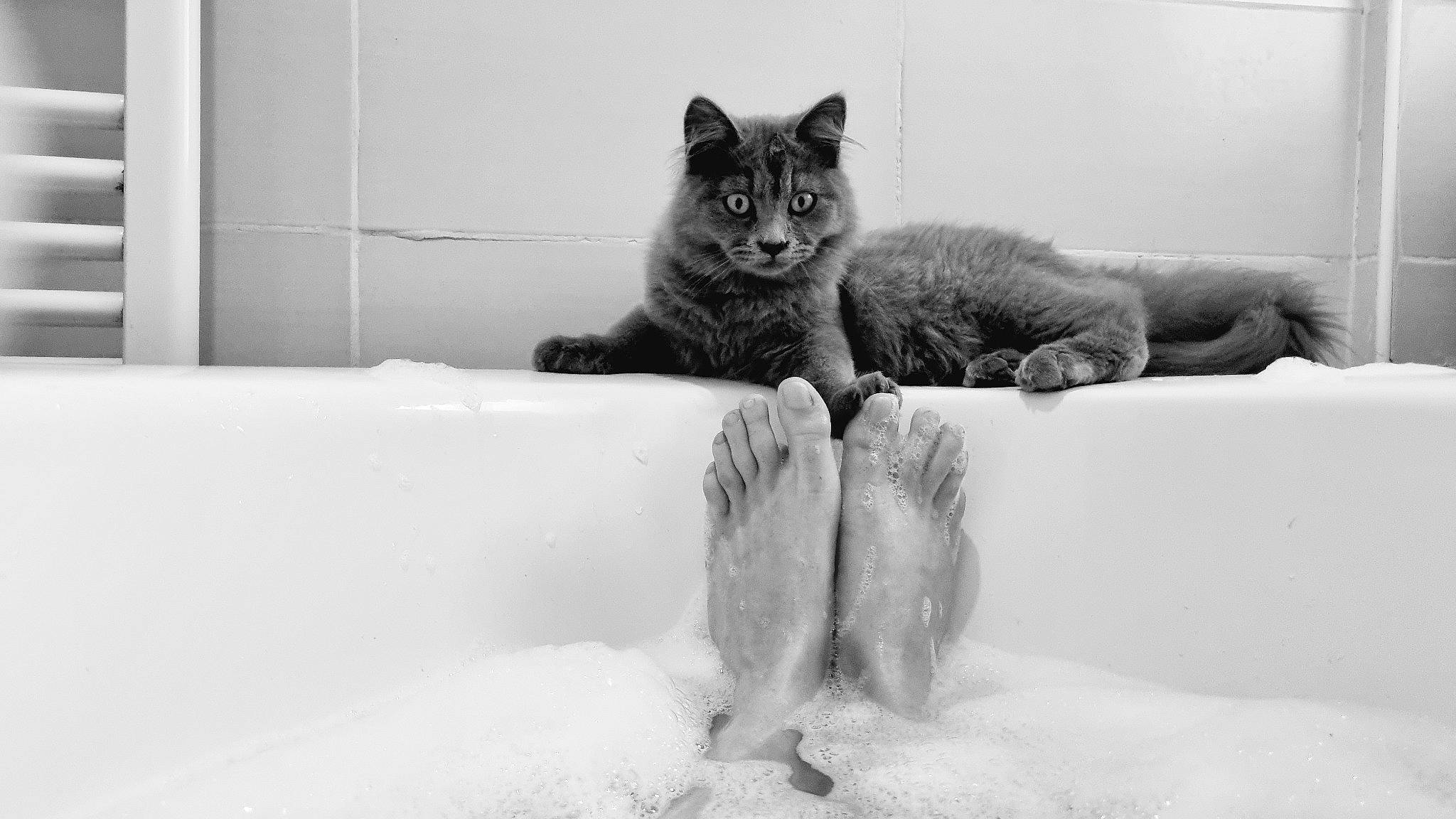 Woody participe au concours pour gagner de l'argent avec cette photo : bathroom, bathtub, carnivore, cat, comfort, domestic_short_haired_cat, felidae, fur, gesture, grey, monochrome_photography, plumbing_fixture, small_to_medium_sized_cats, snout, tail, tap, tree, water, whiskers, window