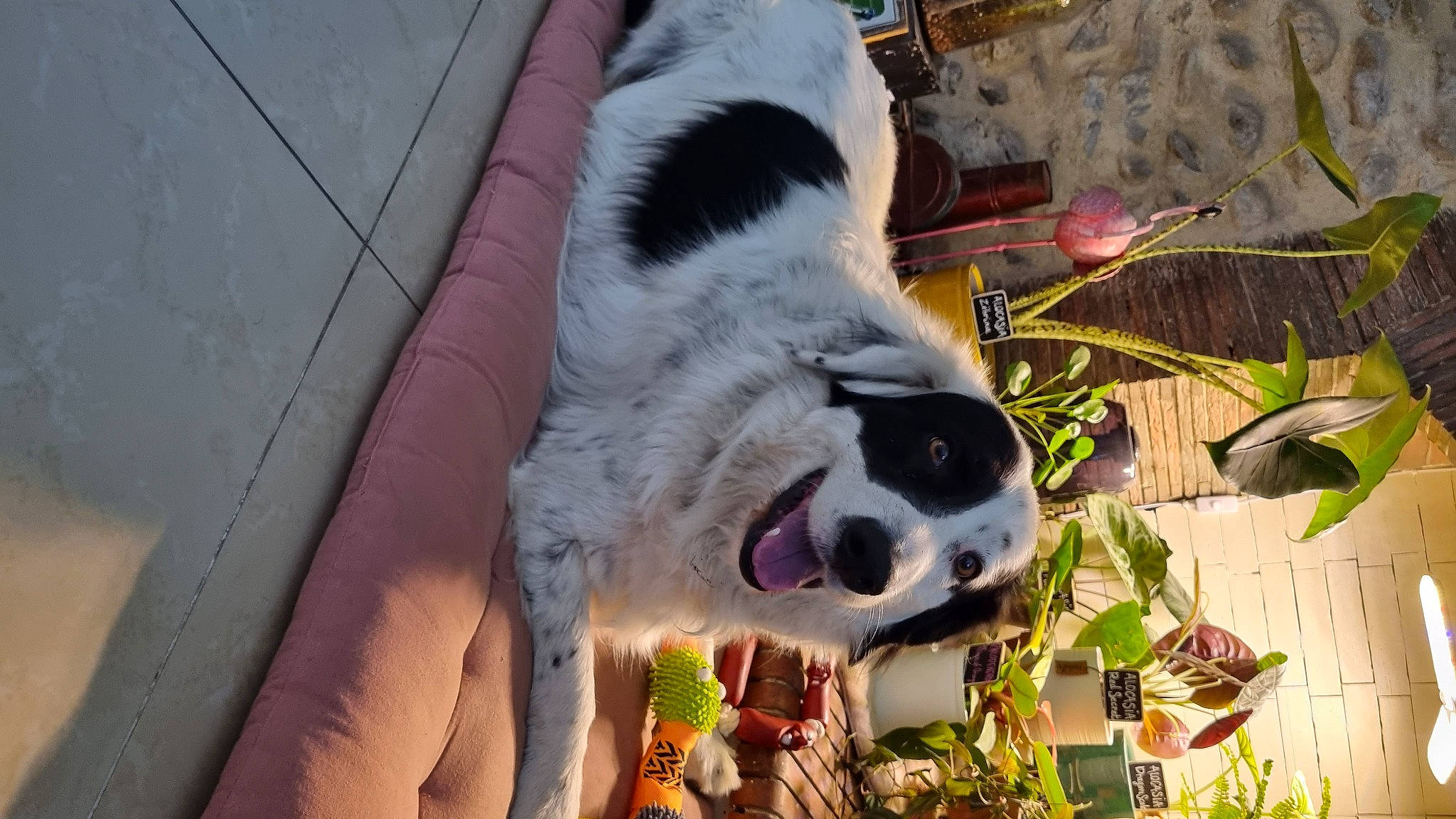 Nash a rejoint le concours — aidez-le/la à gagner de superbes lots ! bone, canidae, carnivore, companion_dog, dog, dog_breed, door, fang, fur, grass, panda, plant, skull, snout, sporting_group, tail, terrestrial_animal, whiskers, window, working_animal