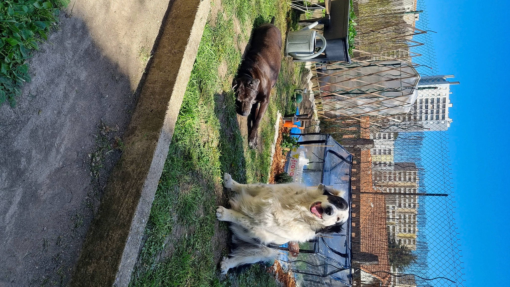 Nash a rejoint le concours — aidez-le/la à gagner de superbes lots ! building, canidae, carnivore, dog, dog_breed, facade, fawn, grass, house, line, plant, sky, sporting_group, tail, tree, trunk, wildlife, window, wood, working_animal