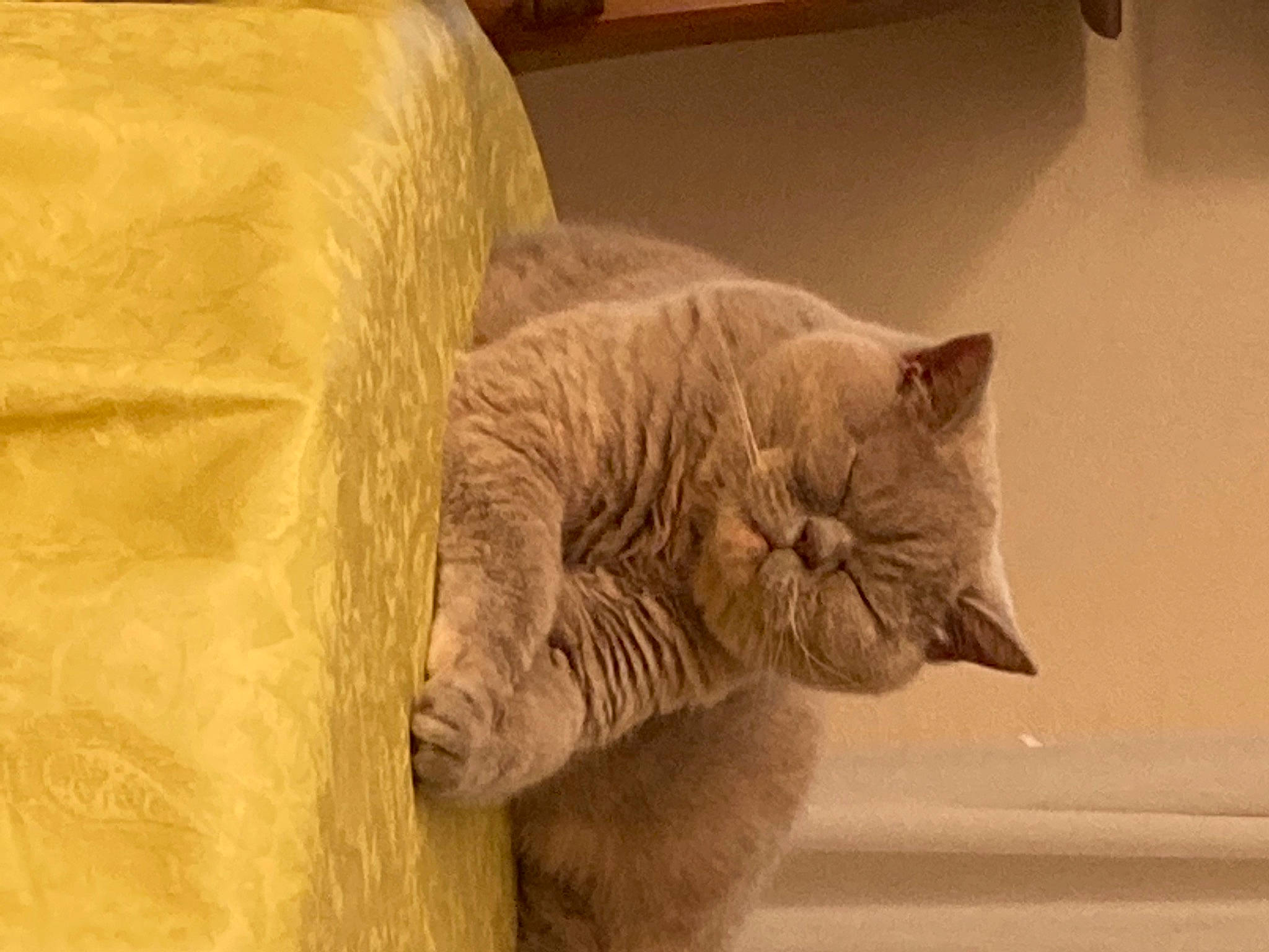 Elena participe au concours pour gagner de l'argent avec cette photo : carnivore, cat, claw, comfort, domestic_short_haired_cat, fawn, felidae, flooring, fur, hardwood, linens, nap, paw, small_to_medium_sized_cats, snout, tail, terrestrial_animal, whiskers, window, wood