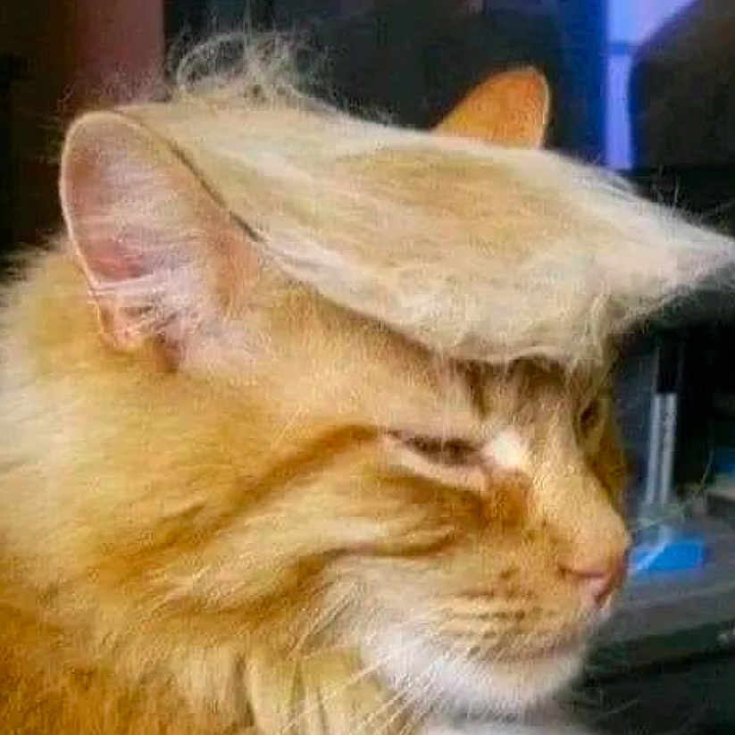 Trump Simba joined the competition — help win amazing prizes! abyssinian, angora, animal, cat, computer, computerhardware, electronics, hair, hardware, kitten, laptop, manx, monitor, pc, person, pet, pig, screen, sleeping, tv