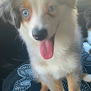 Maverick joined the competition — help win amazing prizes! puppy, dog, blue_eyes, tongue_out, car_interior, blanket, patterned_blanket, fur, sitting, pet, cute, animal, young_dog, happy, domestic_animal, indoor, companion, looking_up, ears, nose