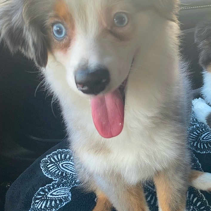 Maverick joined the competition — help win amazing prizes! puppy, dog, blue_eyes, tongue_out, car_interior, blanket, patterned_blanket, fur, sitting, pet, cute, animal, young_dog, happy, domestic_animal, indoor, companion, looking_up, ears, nose