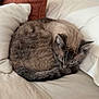 cat, tabby_cat, sleeping_cat, curled_up, bed, pillow, blanket, tail, whiskers, fur, pet, indoor, cozy, bedroom, headboard, jewelry_holder, neutral_colors, napping, soft_texture, resting
