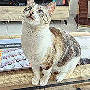 Sky a rejoint le concours — aidez-le/la à gagner de superbes lots ! cat, blue_eyes, coffee_table, wooden_furniture, living_room, television, gaming_console, cat_tree, curious, pet, indoor, floor, carpet, magazine, sitting, domestic_animal, whiskers, ears, tail, furniture