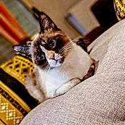 Pearl participe au concours pour gagner de l'argent avec cette photo : cat, feline, blue_eyes, indoor, couch, pillow, patterned_pillow, yellow, whiskers, fur, pet, relaxed, closeup, face, animal, domestic_animal, resting, cozy, home, soft_lighting