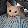 Judy joined the competition — help win amazing prizes! cat, white_cat, animal, pet, indoor, cute, close_up, face, eyes, fur, resting, blanket, pattern, cushion, cozy, hidden, curious, soft_light, domestic, young_cat