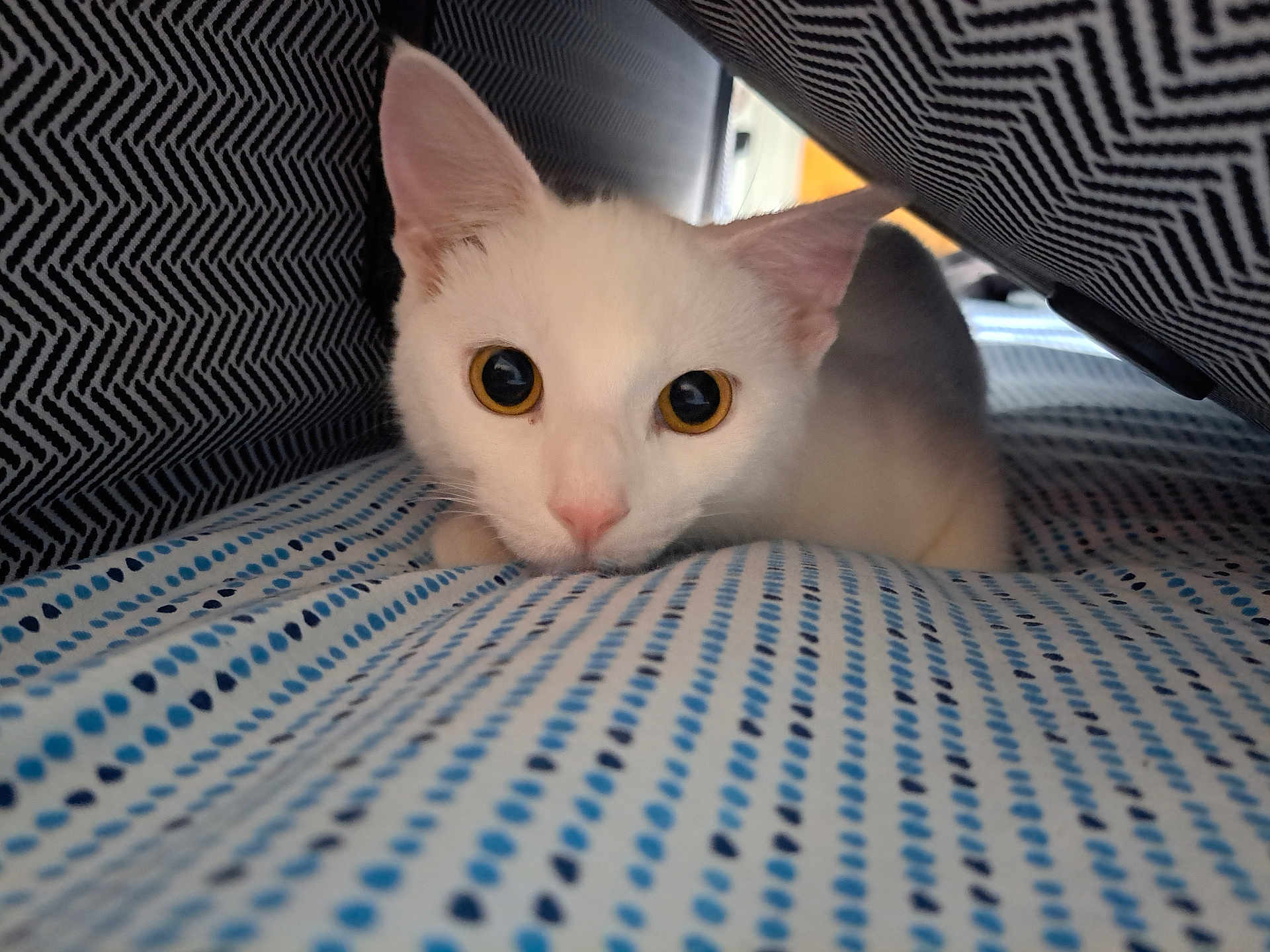 Judy joined the competition — help win amazing prizes! cat, white_cat, animal, pet, indoor, cute, close_up, face, eyes, fur, resting, blanket, pattern, cushion, cozy, hidden, curious, soft_light, domestic, young_cat