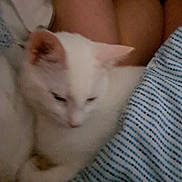Judy is registered to the contest to win money with this photo: cat, kitten, white_cat, pet, animal, sleepy, cozy, closeup, furry, soft, resting, indoor, human, striped_clothing, comfort, cute, domestic_animal, young_cat, fur, warm