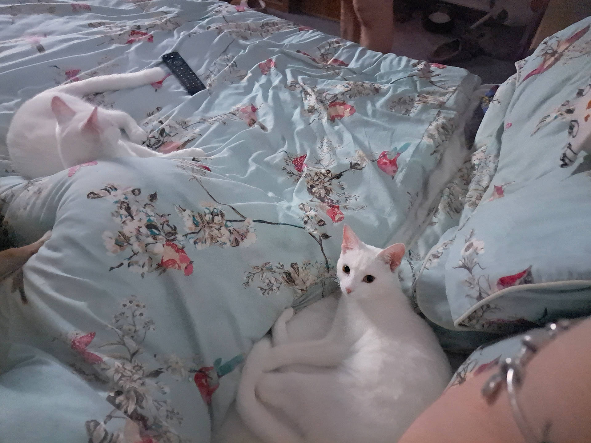 Judy is registered to the contest to win money with this photo: alert, animal, bed, blanket, bracelet, cat, comfort, curled_up, domestic_animal, feline, floral_pattern, furniture, human_arm, indoor, pet, pillow, remote_control, resting, sleeping, white_cat