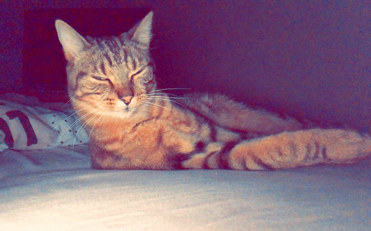 Marcassin a rejoint le concours — aidez-le/la à gagner de superbes lots ! aegean_cat, american_shorthair, american_wirehair, asian, australian_mist, california_spangled, carnivore, cat, domestic_short_haired_cat, dragon_li, european_shorthair, felidae, kitten, mammal, pixie_bob, sky, small_to_medium_sized_cats, tabby_cat, vertebrate, whiskers