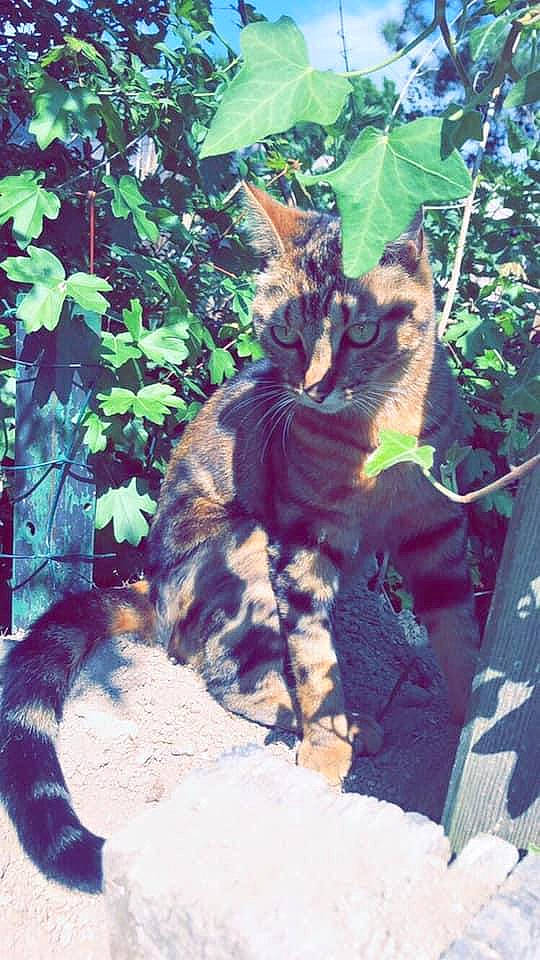 Marcassin a rejoint le concours — aidez-le/la à gagner de superbes lots ! carnivore, cat, fawn, felidae, kitten, plant, small_to_medium_sized_cats, tail, tree, wildlife