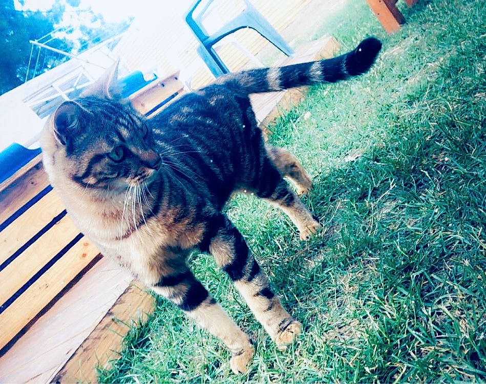 Marcassin participe au concours pour gagner de l'argent avec cette photo : carnivore, cat, domestic_short_haired_cat, european_shorthair, felidae, fur, grass, green, kitten, plant, sky, small_to_medium_sized_cats, snout, tabby_cat, tail, tree, whiskers