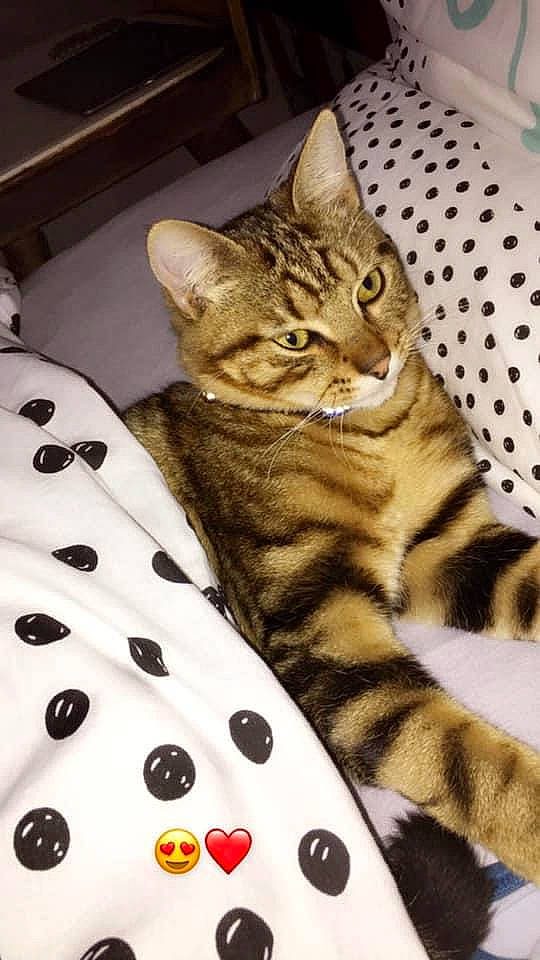 Marcassin participe au concours pour gagner de l'argent avec cette photo : american_shorthair, american_wirehair, asian, australian_mist, bengal, california_spangled, carnivore, cat, domestic_short_haired_cat, dragon_li, egyptian_mau, european_shorthair, felidae, kitten, mammal, ocicat, savannah, small_to_medium_sized_cats, tabby_cat, whiskers