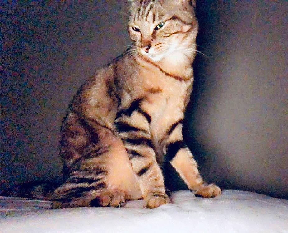 Marcassin a rejoint le concours — aidez-le/la à gagner de superbes lots ! aegean_cat, american_bobtail, american_shorthair, american_wirehair, arabian_mau, asian, australian_mist, carnivore, cat, domestic_short_haired_cat, dragon_li, european_shorthair, felidae, kitten, mammal, small_to_medium_sized_cats, sokoke, tabby_cat, vertebrate, whiskers