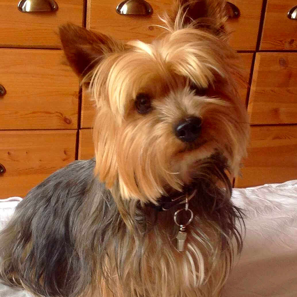 Hunter