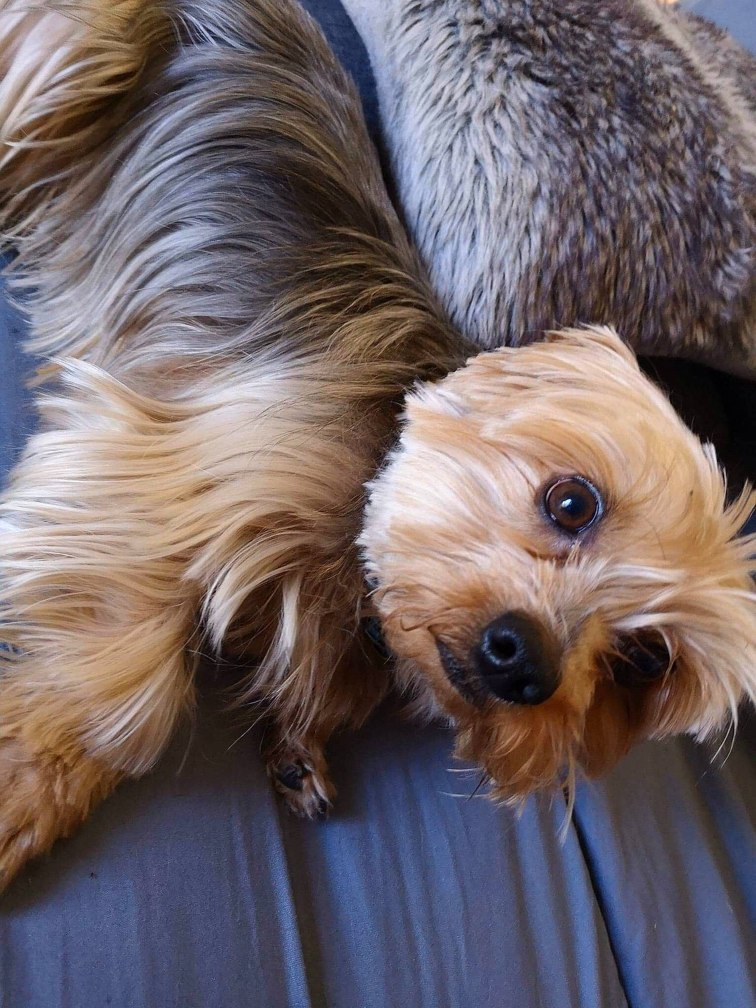 Hunter a rejoint le concours — aidez-le/la à gagner de superbes lots ! australian_silky_terrier, canidae, carnivore, chinese_imperial_dog, companion_dog, dog, dog_breed, dutch_smoushond, maltepoo, mammal, morkie, norwich_terrier, puppy, rare_breed_dog, small_terrier, snout, terrier, toy_dog, vertebrate, yorkshire_terrier