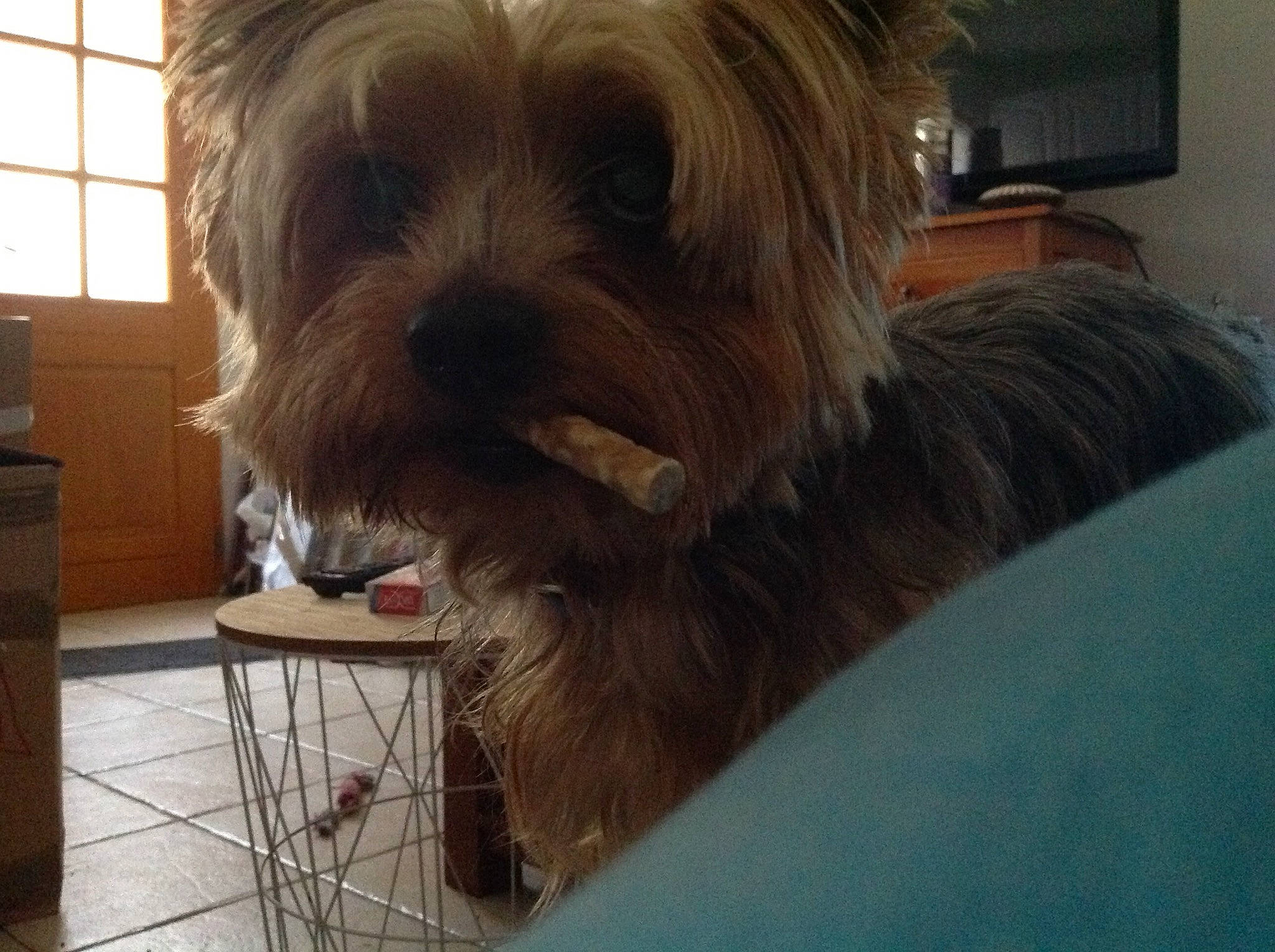 Hunter participe au concours pour gagner de l'argent avec cette photo : australian_silky_terrier, australian_terrier, biewer_terrier, cairn_terrier, canidae, carnivore, companion_dog, dog, dog_breed, mammal, morkie, norwich_terrier, puppy, rare_breed_dog, small_terrier, snout, terrier, toy_dog, vertebrate, yorkshire_terrier