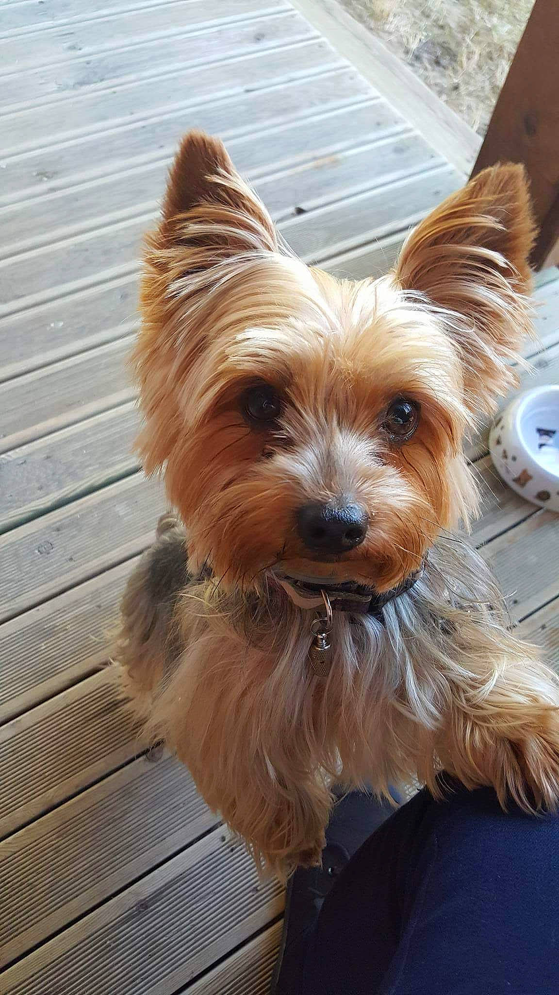 Hunter participe au concours pour gagner de l'argent avec cette photo : australian_silky_terrier, australian_terrier, biewer_terrier, cairn_terrier, canidae, carnivore, companion_dog, dog, dog_breed, mammal, norwich_terrier, puppy, rare_breed_dog, small_terrier, snout, terrier, toy_dog, vertebrate, yorkipoo, yorkshire_terrier