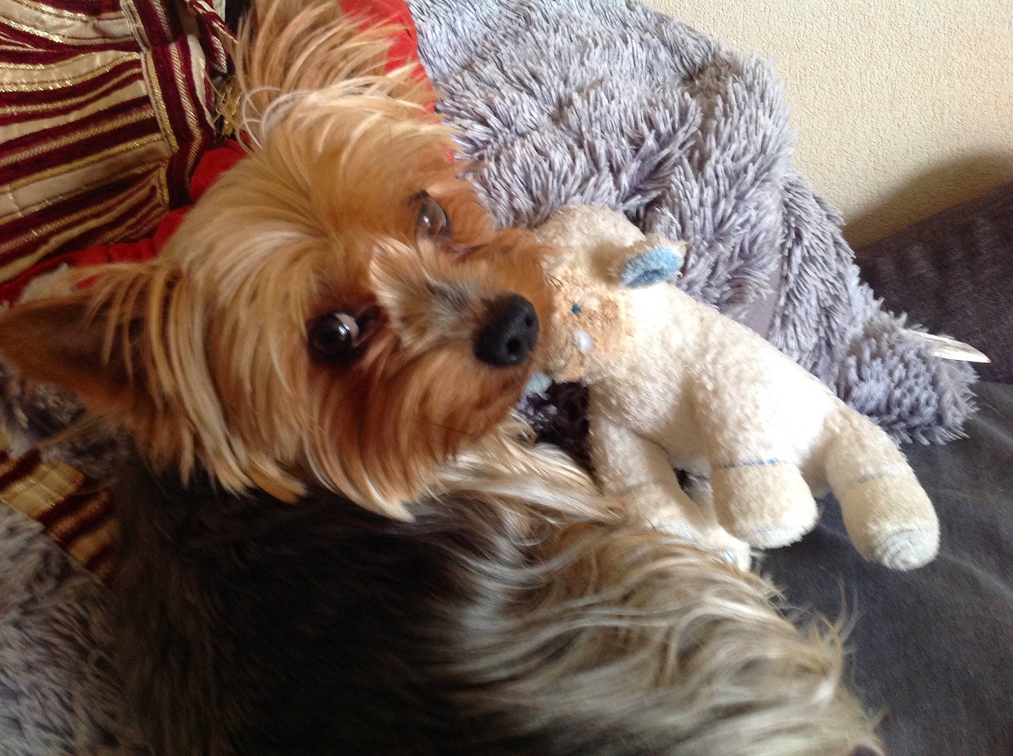 Hunter participe au concours pour gagner de l'argent avec cette photo : australian_silky_terrier, biewer_terrier, canidae, carnivore, cavapoo, companion_dog, dog, dog_breed, maltepoo, mammal, morkie, puppy, schnoodle, small_terrier, snout, terrier, toy_dog, vertebrate, yorkipoo, yorkshire_terrier