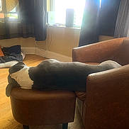 Morgan joined the competition — help win amazing prizes! dog, black_and_white, leather_chair, ottoman, wood_floor, window, curtains, indoor, pet, resting, relaxed, home, furniture, sunlight, cozy, casual, living_room, animal, sleeping, comfort