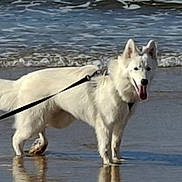 Uxane participe au concours pour gagner de l'argent avec cette photo : animal, beach, canine, daytime, dog, fur, happy, leash, nature, outdoor, pet, reflection, shore, standing, summer, tongue_out, water, waves, wet, white_dog