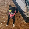 dog, black_dog, white_paws, pink_harness, tennis_ball, carpet, bed, blanket, indoor, pet, playful, animal, resting, furniture, brown_carpet, toy, canine, domestic_animal, looking_up, floor
