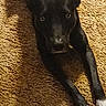 dog, black_dog, white_paws, carpet, indoor, pet, animal, lying_down, ears, eyes, fur, mammal, portrait, looking_up, resting, domestic_animal, companion, canine, floor, home