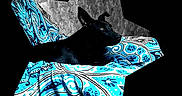 Kohlle joined the competition — help win amazing prizes! dog, black_dog, blanket, patterned_blanket, blue, white, star_shape, indoor, resting, pet, animal, fabric, texture, cozy, portrait, side_view, decor, comfort, furniture, relaxing