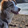 Arya participe au concours pour gagner de l'argent avec cette photo : dog, beach, coast, ocean, waves, cliffs, sand, outdoors, portrait, profile, happy, panting, tongue, fluffy, long_hair, brown_and_white, merle_coat, harness, nature, sunset_lighting