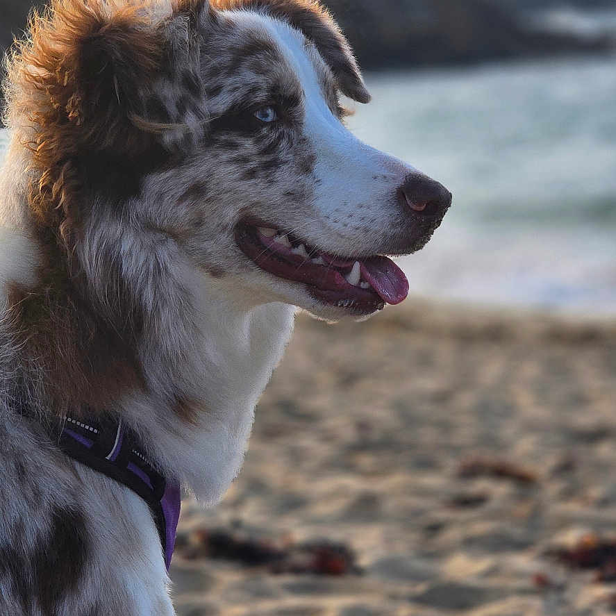 Arya participe au concours pour gagner de l'argent avec cette photo : dog, beach, coast, ocean, waves, cliffs, sand, outdoors, portrait, profile, happy, panting, tongue, fluffy, long_hair, brown_and_white, merle_coat, harness, nature, sunset_lighting