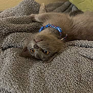 Bo joined the competition — help win amazing prizes! kitten, gray_cat, collar, pet, animal, feline, cute, lying_down, blanket, soft_texture, indoor, cozy, resting, fur, whiskers, curious, young, domestic_cat, sleepy, relaxed