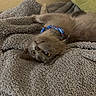 kitten, gray_cat, collar, pet, animal, feline, cute, lying_down, blanket, soft_texture, indoor, cozy, resting, fur, whiskers, curious, young, domestic_cat, sleepy, relaxed