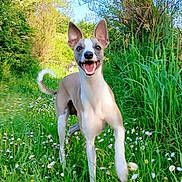 Volt participe au concours pour gagner de l'argent avec cette photo : animal, blue_sky, canine, daylight, dog, energetic, field, flowers, forest, grass, greenery, happy, nature, outdoor, pet, playful, running, smiling, summer, sunny