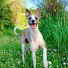 animal, blue_sky, canine, daylight, dog, energetic, field, flowers, forest, grass, greenery, happy, nature, outdoor, pet, playful, running, smiling, summer, sunny