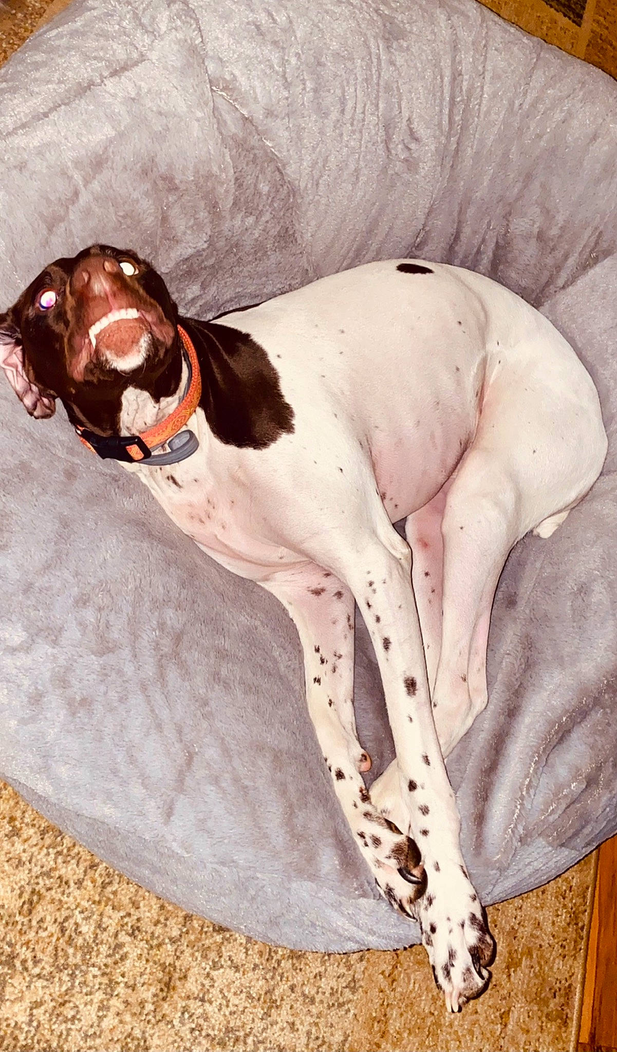 Camo is registered to the contest to win money with this photo: art, canidae, carnivore, collar, comfort, companion_dog, dog, dog_breed, dog_collar, dog_supply, fawn, hound, liver, painting, pet_supply, pointing_breed, snout, sporting_group, tail, working_animal