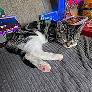 Ozzy joined the competition — help win amazing prizes! board_games, cat, couch, cozy, cute, domestic, feline, fur, gray, home, indoor, pet, pink_paws, relaxing, resting, sleeping, snacks, soft_texture, striped, tabby