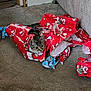 Ozzy joined the competition — help win amazing prizes! animal, carpet, cat, christmas_wrapping_paper, cozy, curious, ears, face, feline, festive, floor, gray_cat, holiday, home, indoor, mess, pet, playful, striped_cat, torn_paper