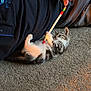 kitten, cat, carpet, playing, toy, person, hand, indoor, feline, pet, cute, small_animal, lying_down, interaction, colorful, striped, white, gray, black, cozy